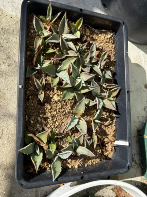 Agave montana (アガベ モンタナ)