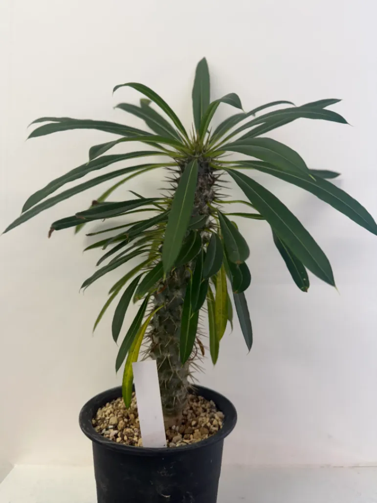 Pachypodium lamerei (パキポディウム ラメレイ 夢叶棒)