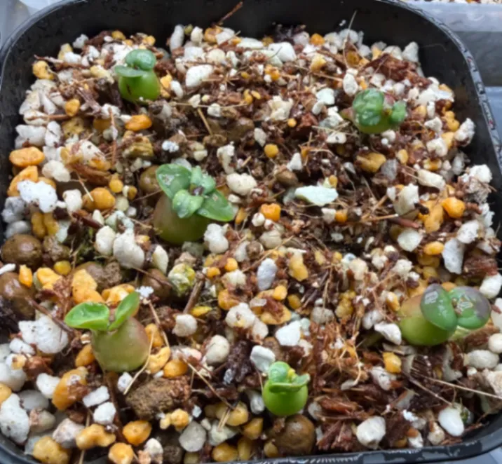 Pachypodium succulentum (パキポディウム サキュレンタム 天馬空)