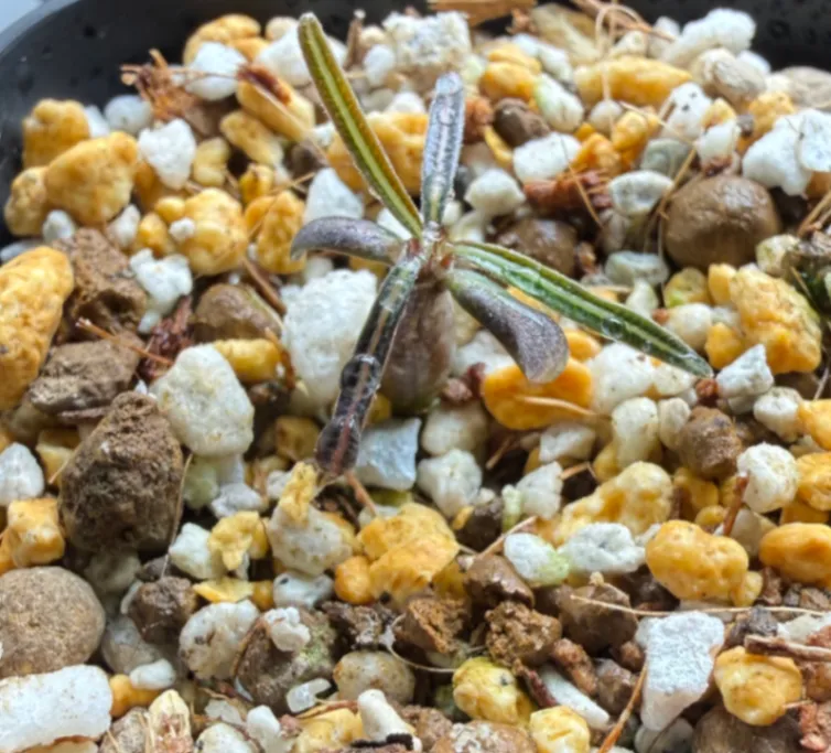 Pachypodium rosulatum var. gracilius (パキポディウム グラキリス)