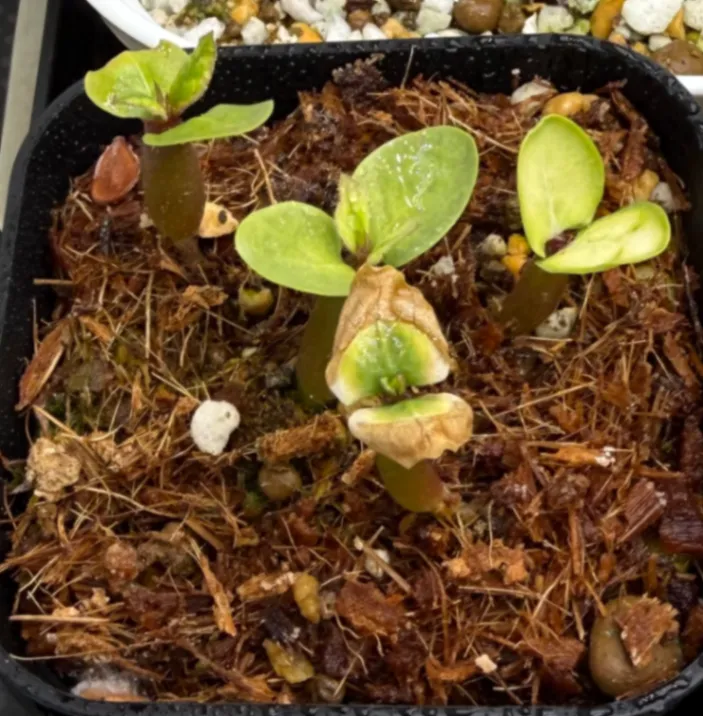 Pachypodium saundersii (パキポディウム サンデルシー 白馬城)