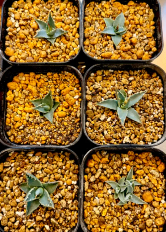 Agave utahensis var. eborispina 'Corkscrew' (アガベ ユタエンシスコークスクリュー)