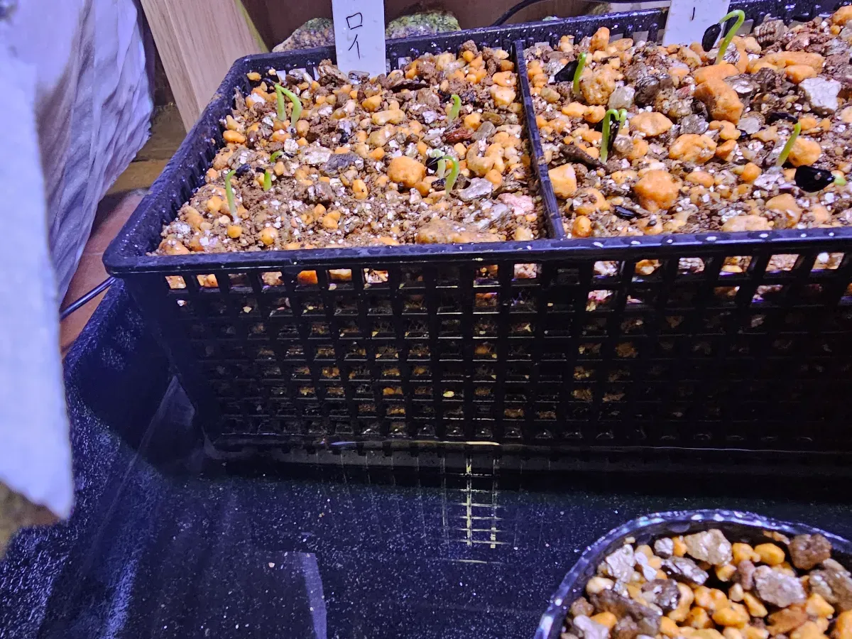 Agave oteroi (アガベ オテロイ)