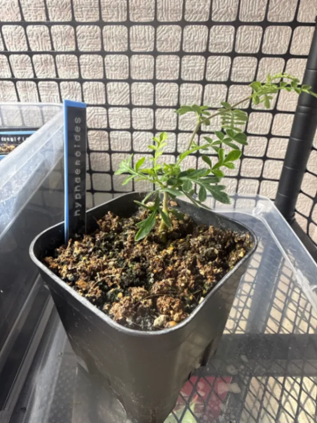 Operculicarya hyphaenoides (オペルクリカリア ヒファエノイデス)