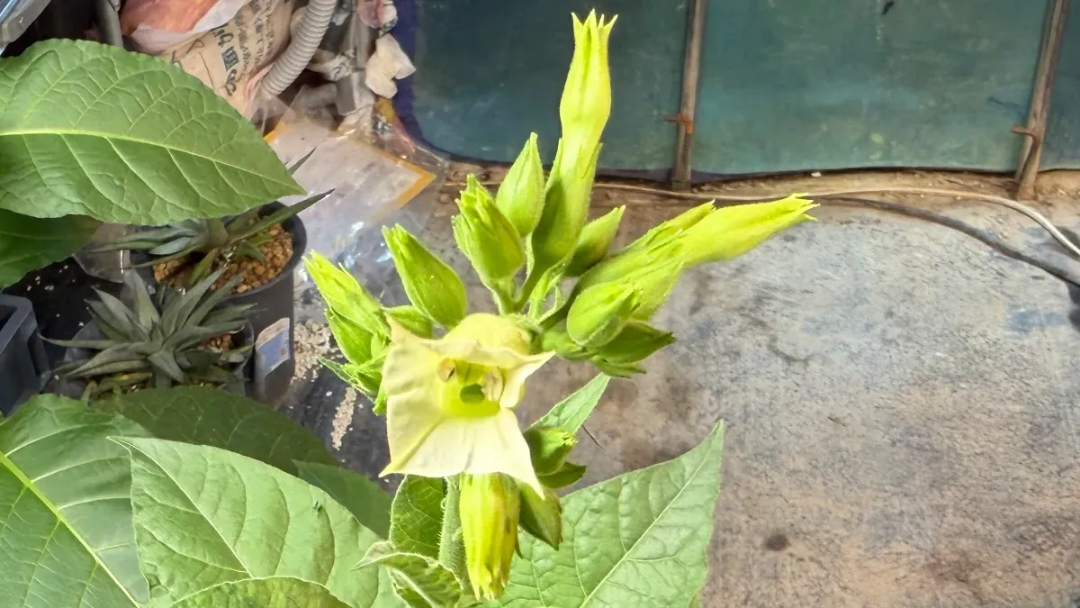 Nicotiana tabacum Alba (ニコチアナ タバカム アルバ)