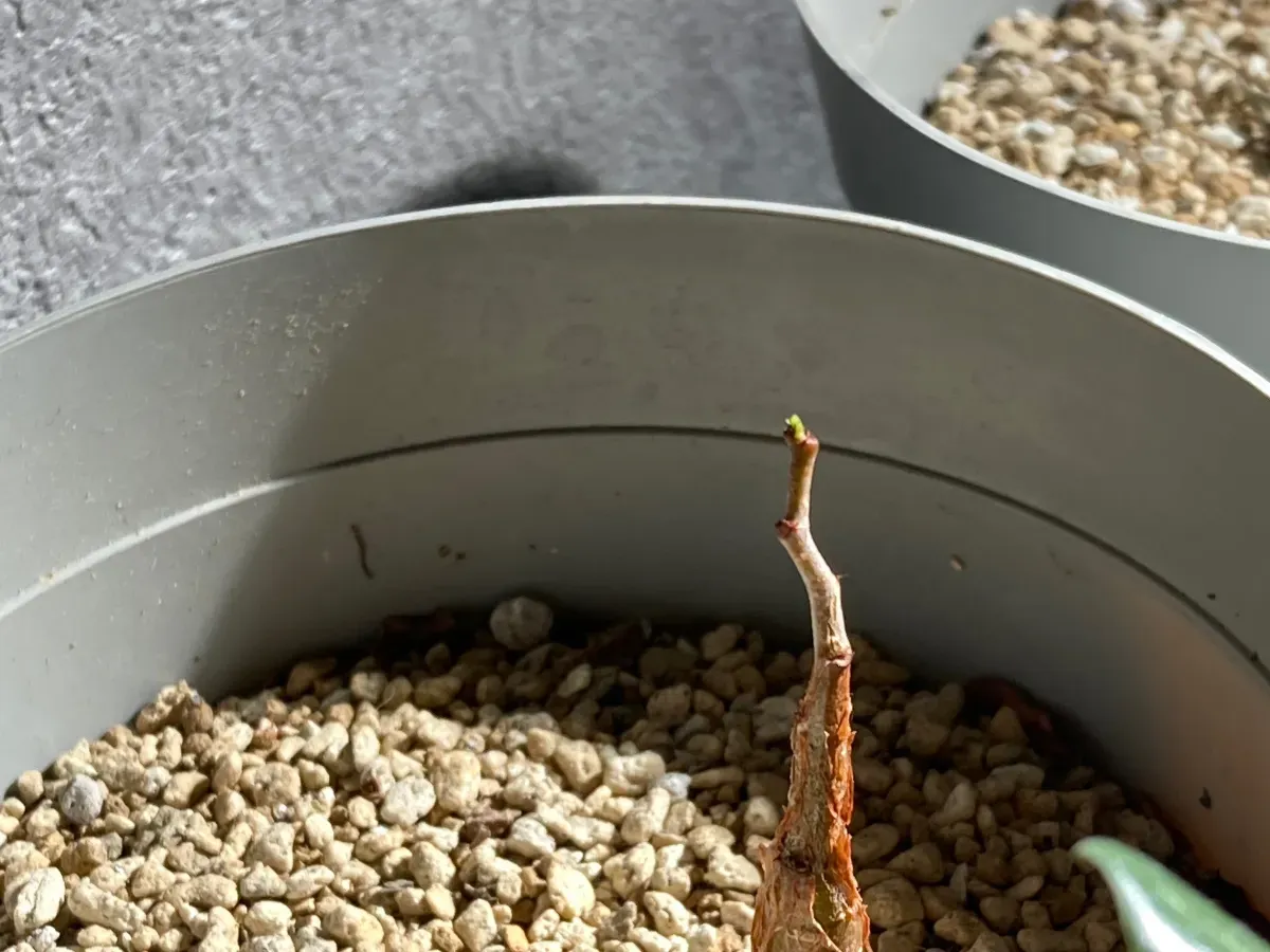 Senna meridionalis (センナ メリディオナリス)