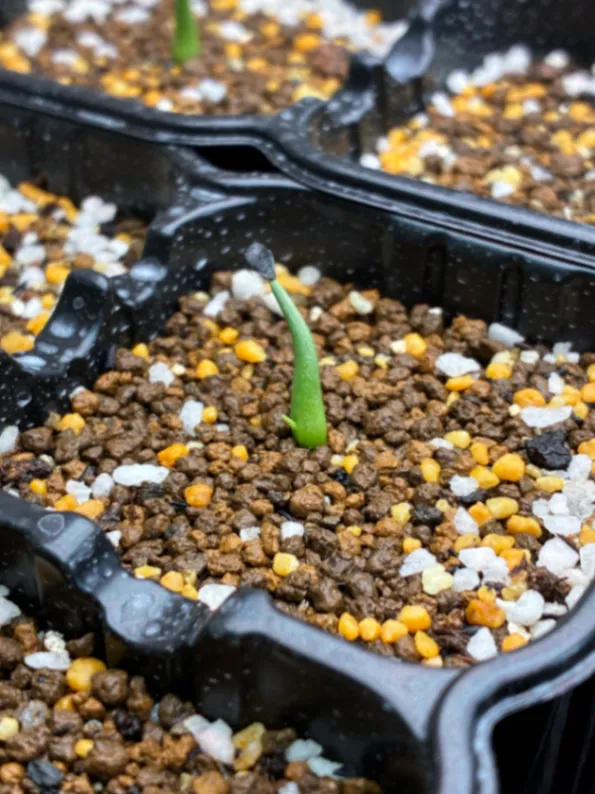 Agave utahensis ssp. utahensis 'Compacta' (アガベ ユタエンシスコンパクタ)