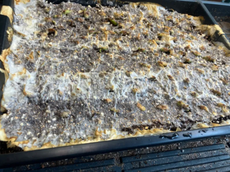 Monstera deliciosa Tauerii (モンステラ タウエリー)