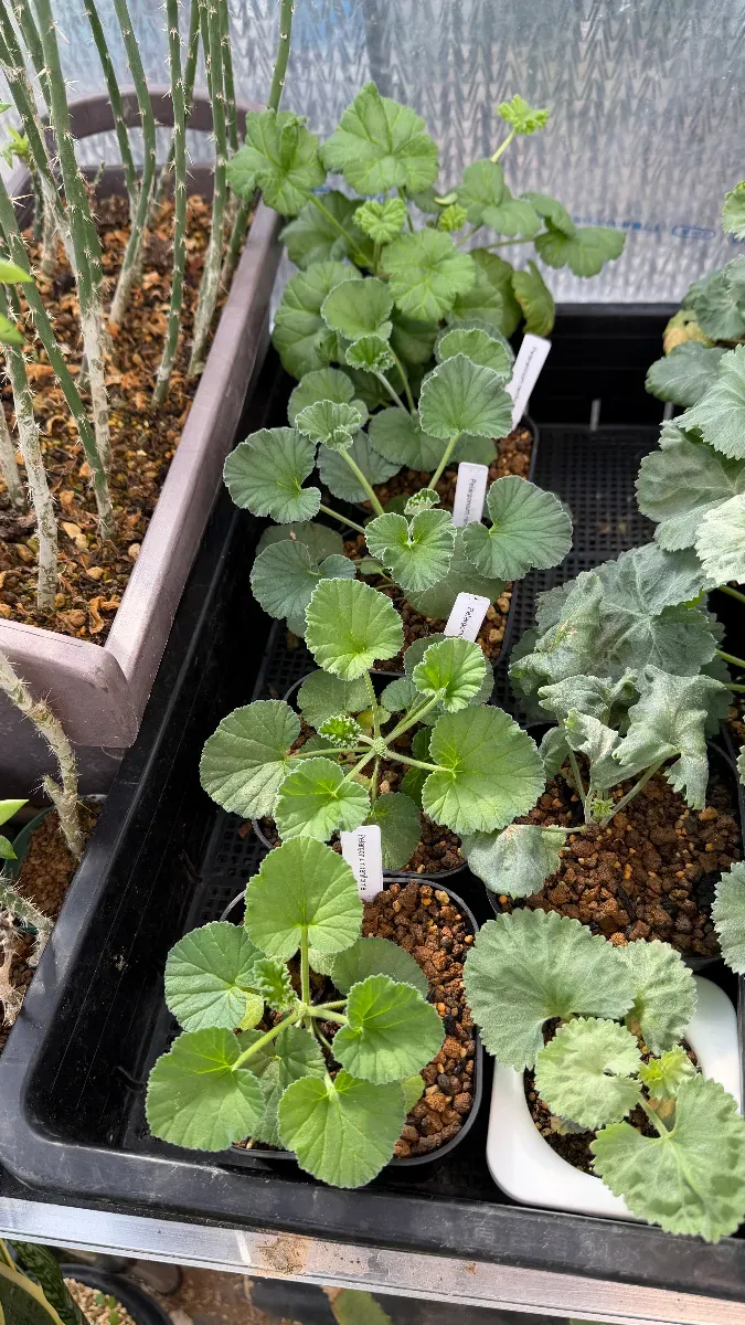 Pelargonium reniforme (ペラルゴニウム レニフォルメ)