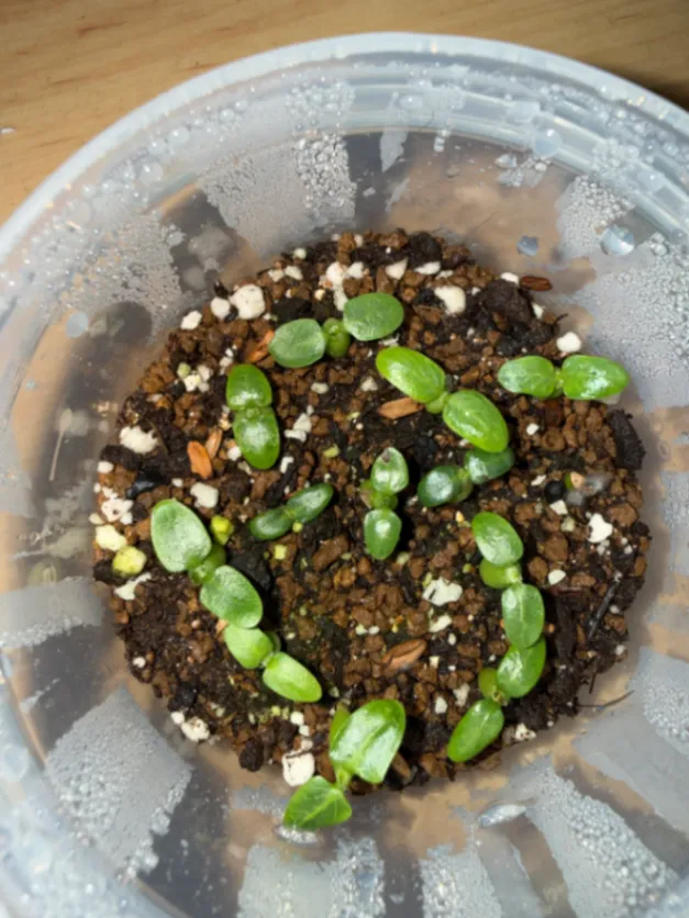 Pachypodium rosulatum var. eburneum (パキポディウム エブレネウム)