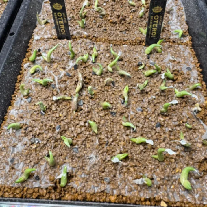 Agave oteroi (アガベ オテロイ)