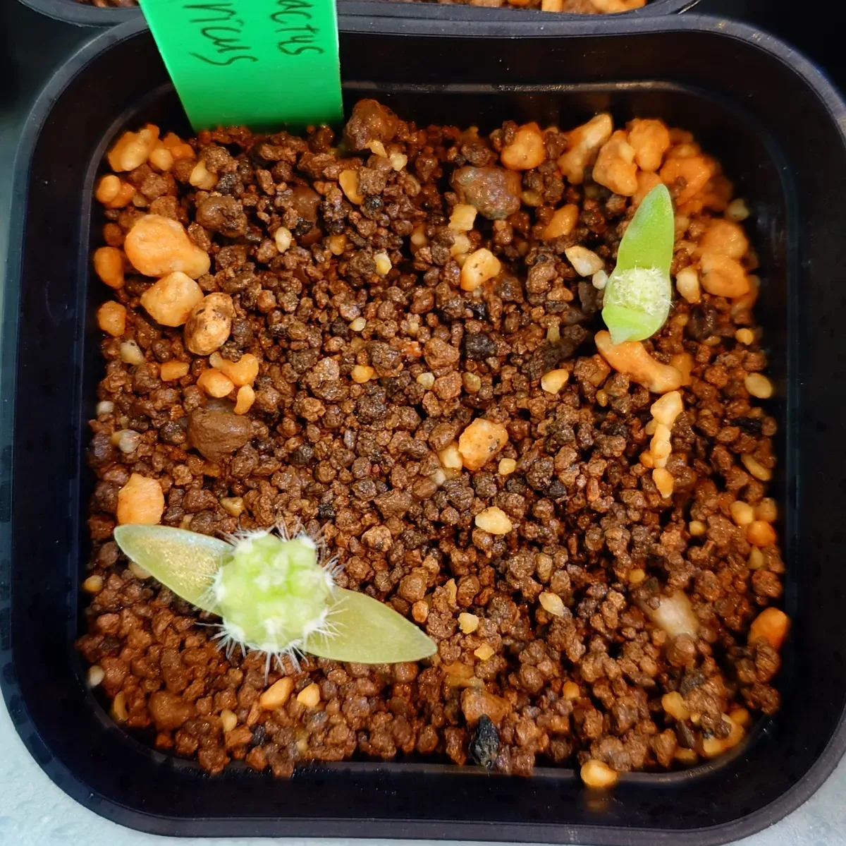 Tephrocactus geometricus (テフロカクタス ゲオメトリクス)