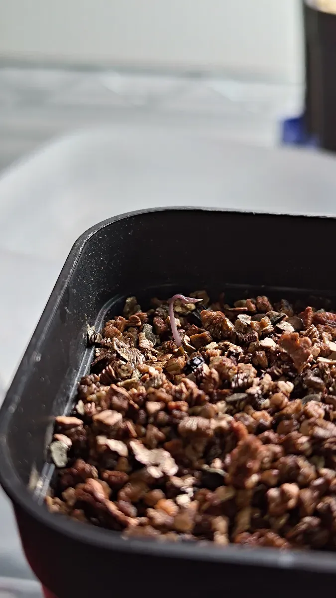 Dioscorea elephantipes (ディオスコレア エレファンティペス アフリカ亀甲竜)