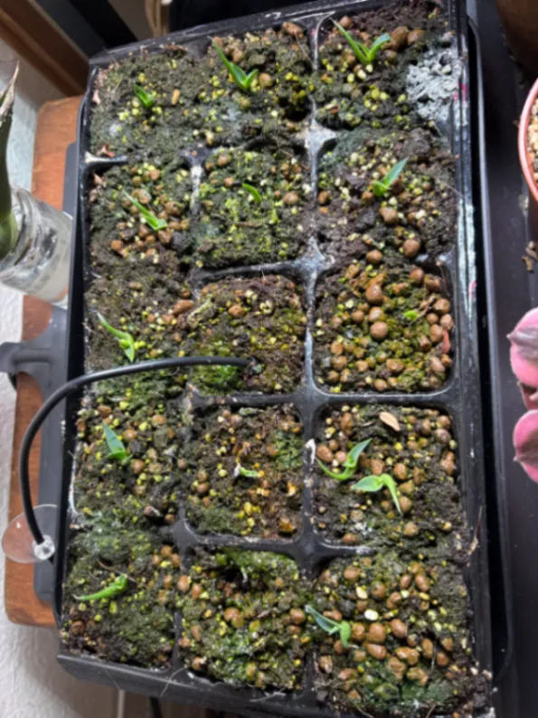 Agave utahensis var. eborispina (アガベ エボリスピナ)