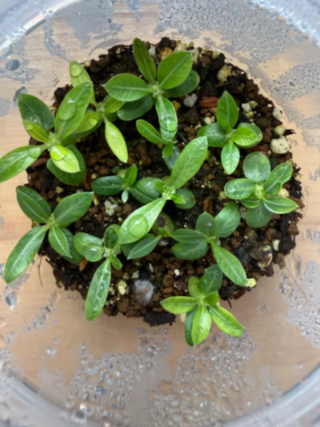 Pachypodium rosulatum var. eburneum (パキポディウム エブレネウム)