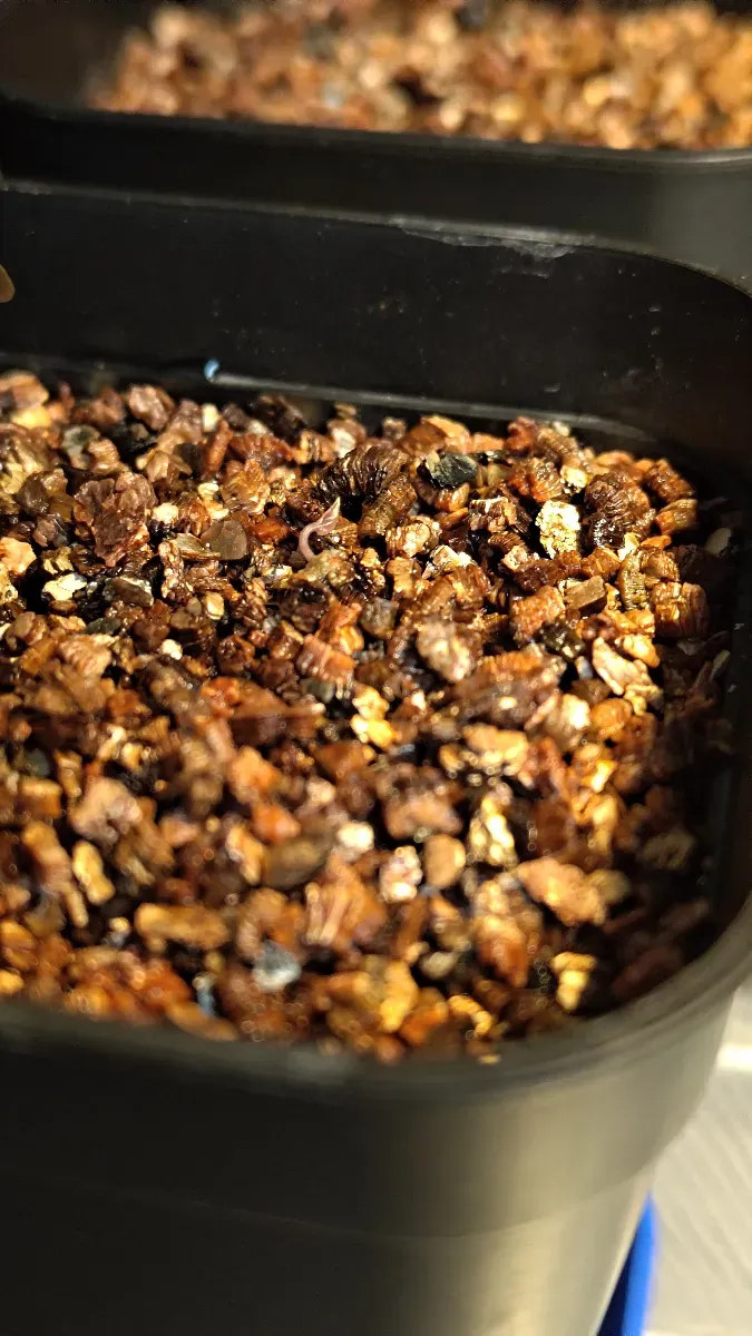 Dioscorea elephantipes (ディオスコレア エレファンティペス アフリカ亀甲竜)