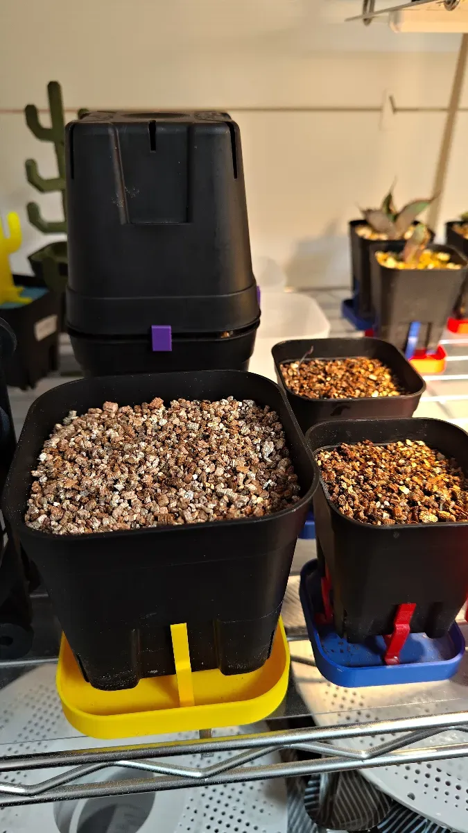 Dioscorea elephantipes (ディオスコレア エレファンティペス アフリカ亀甲竜)