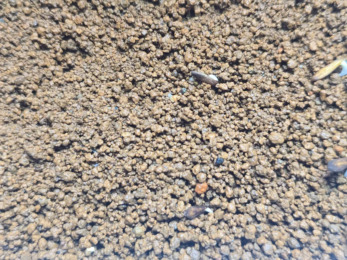 Pachypodium ambongense (パキポディウム アンボンゲンセ)