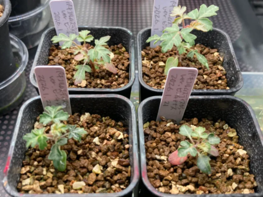 Pachycormus discolor var. veatchianus (パキコルムス ディスカラー ビーチアナス)