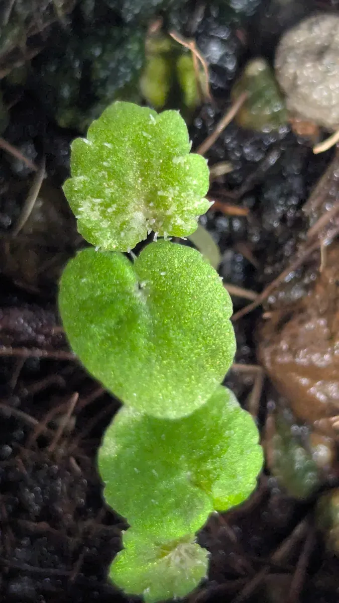 Begonia fulgurata (ベゴニア フルグラータ)