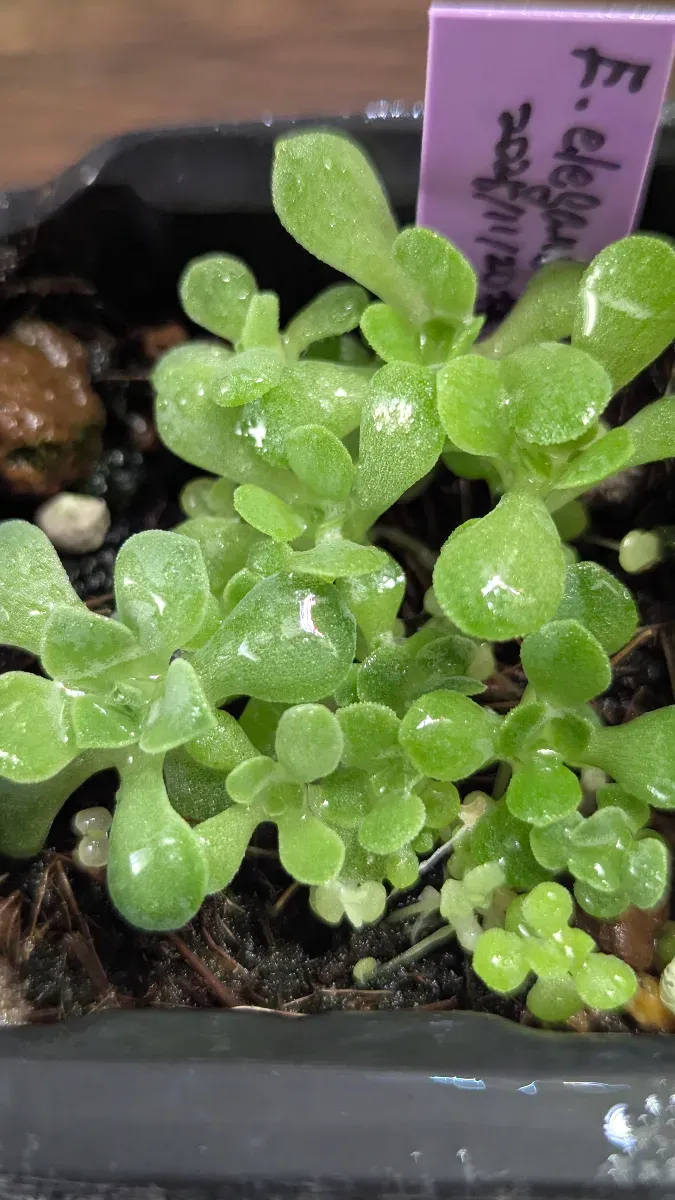 Echeveria elegans El Chico (エケベリア エレガンス エルチコ)