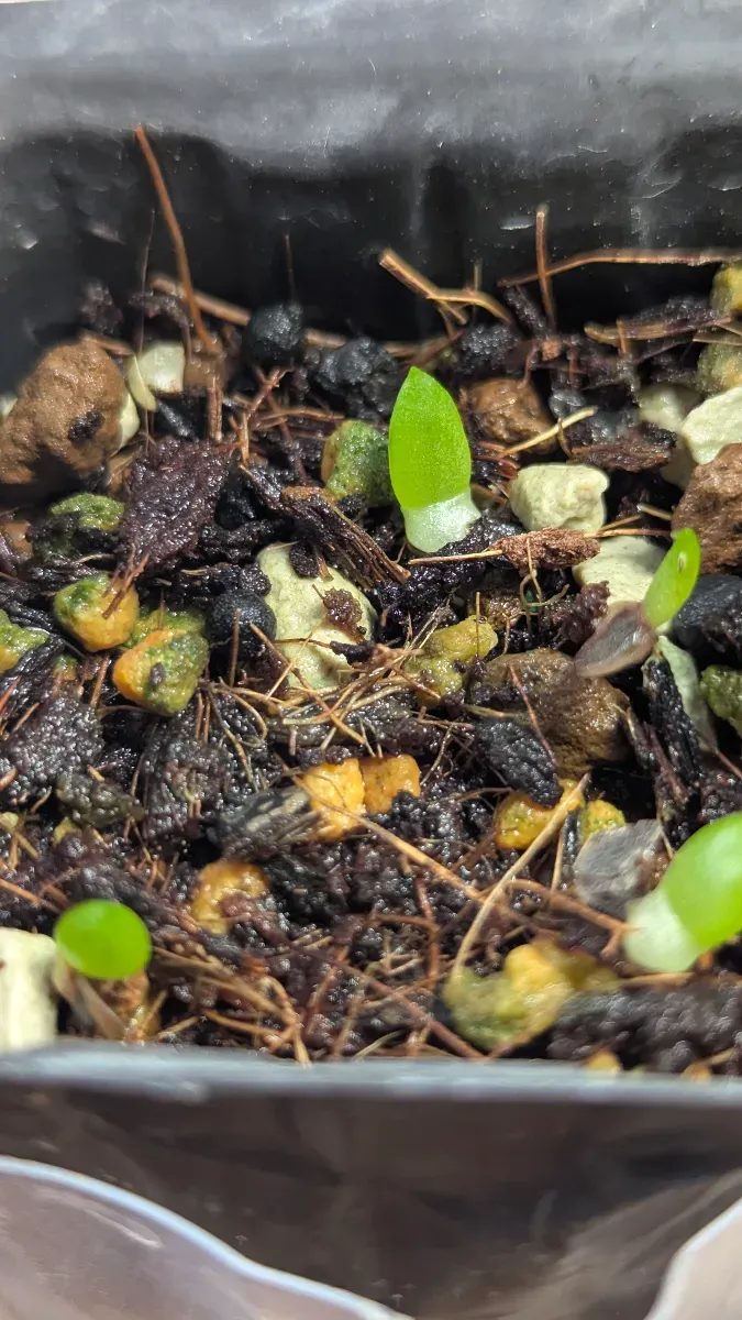 Aloe erinacea var. erinacea (アロエ エリナケア)