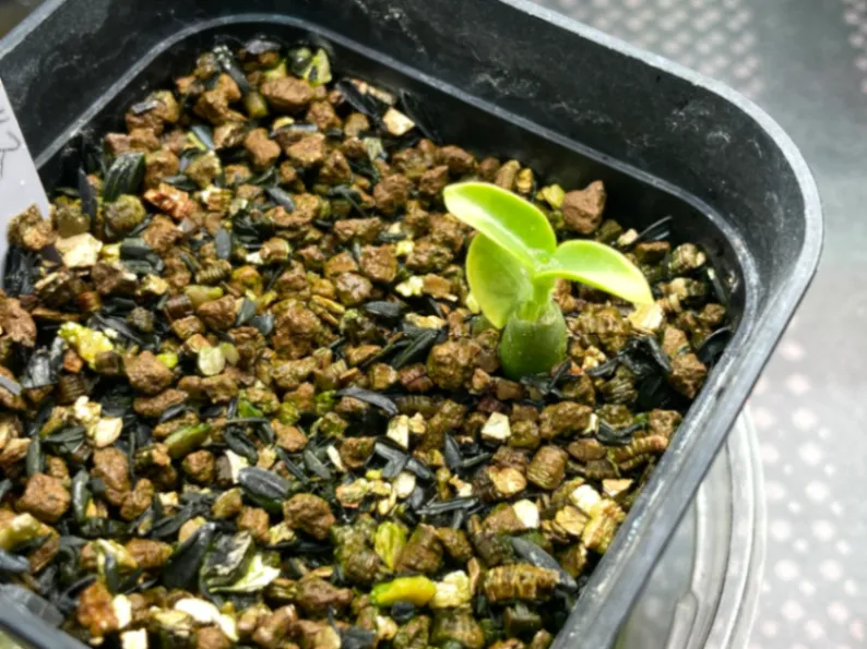 Fockea edulis (フォッケア 火星人)