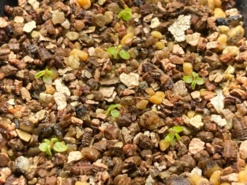 Ficus petiolaris (フィカス ペティオラリス)