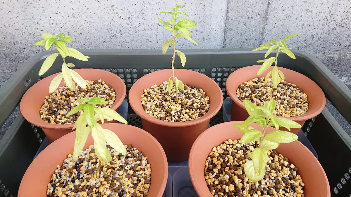 Dovyalis caffra (ドビアリス カフラ)