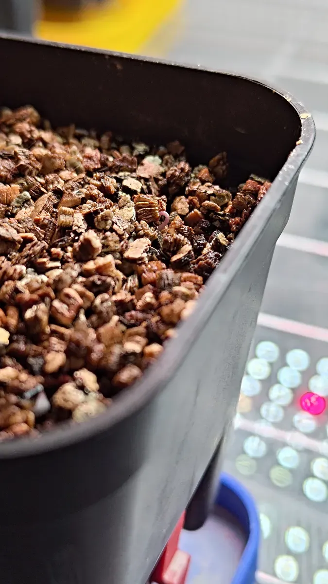 Dioscorea elephantipes (ディオスコレア エレファンティペス アフリカ亀甲竜)