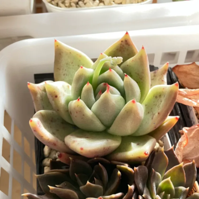 Echeveria agavoides var. agavoides Fresnillo Zacatecas (エケベリア アガボイデス フレスニーヨ サカテカス)