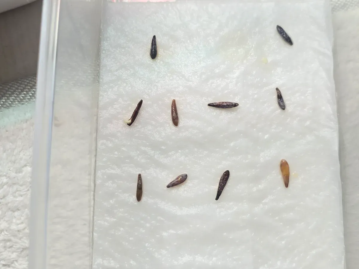 Pachypodium ambongense (パキポディウム アンボンゲンセ)