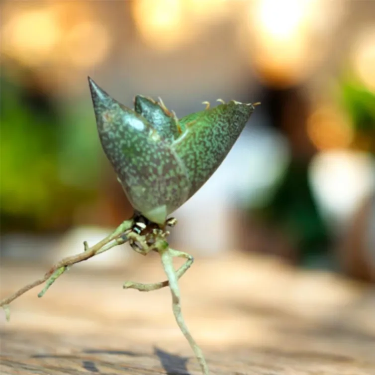 Agave oteroi 'Los Cues' (アガベ オテロイ ロス・クエス)