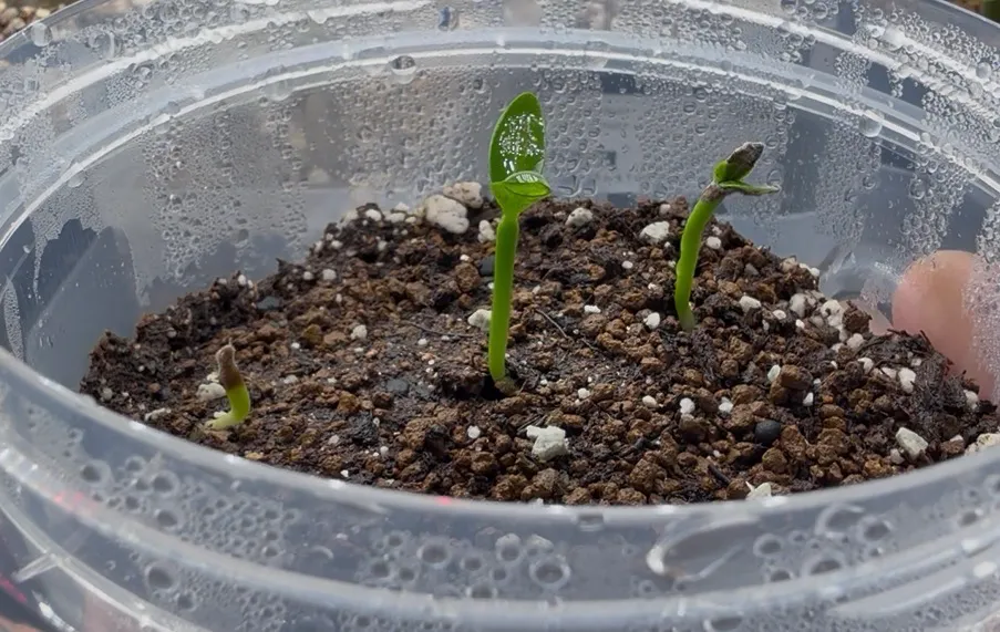 Pachypodium ambongense (パキポディウム アンボンゲンセ)