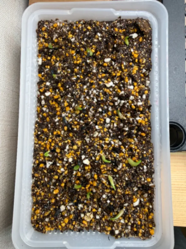 Agave oteroi (アガベ オテロイ)