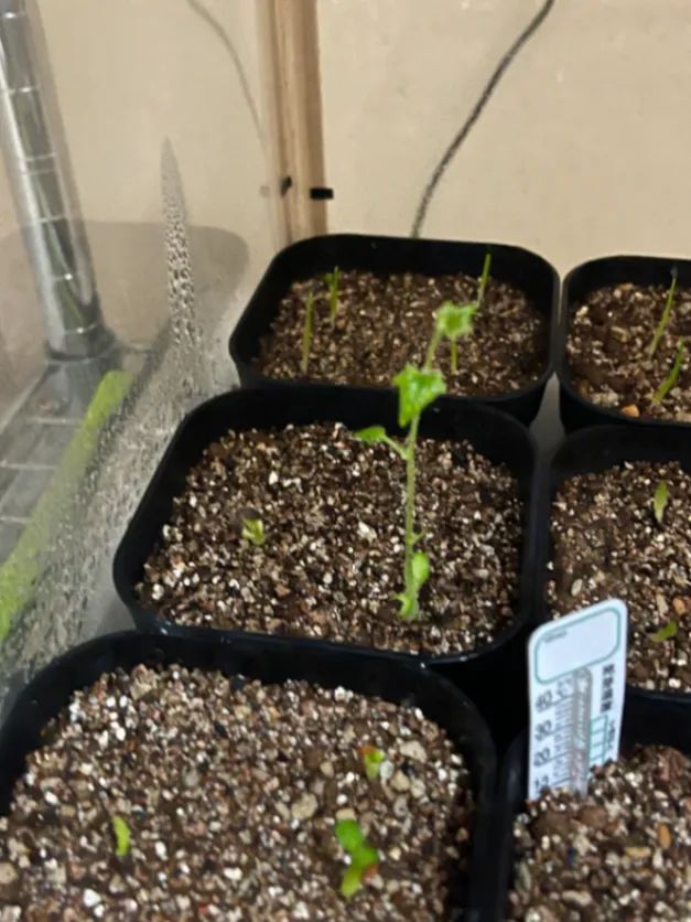 Kedrostis africana (ケドロスティス アフリカーナ)