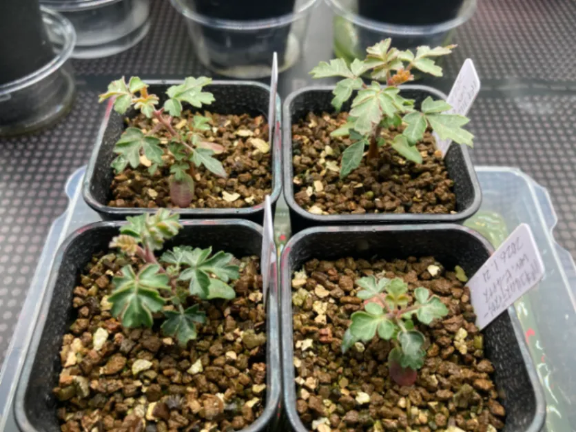 Pachycormus discolor var. veatchianus (パキコルムス ディスカラー ビーチアナス)