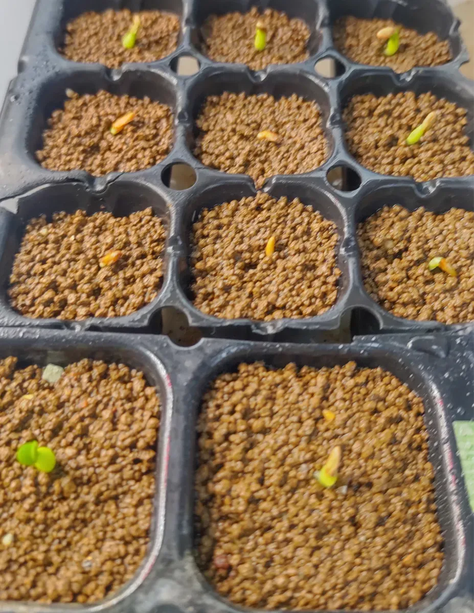 [プレゼント種子] パキポディウム イノピナツム Pachypodium rosulatum var. inopinatum