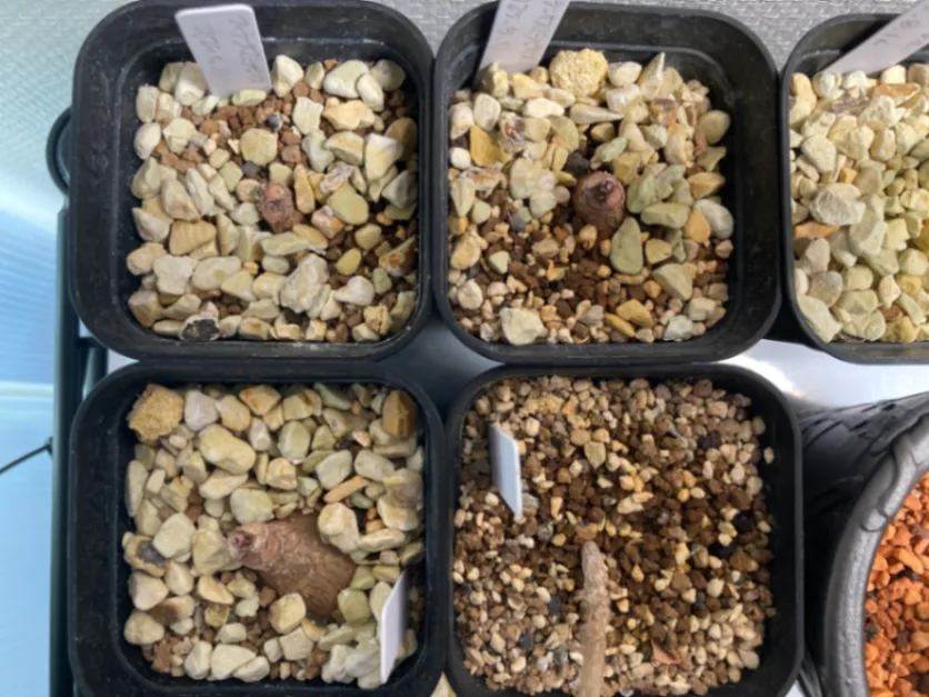 Phyllanthus mirabilis (フィランサス ミラビリス)