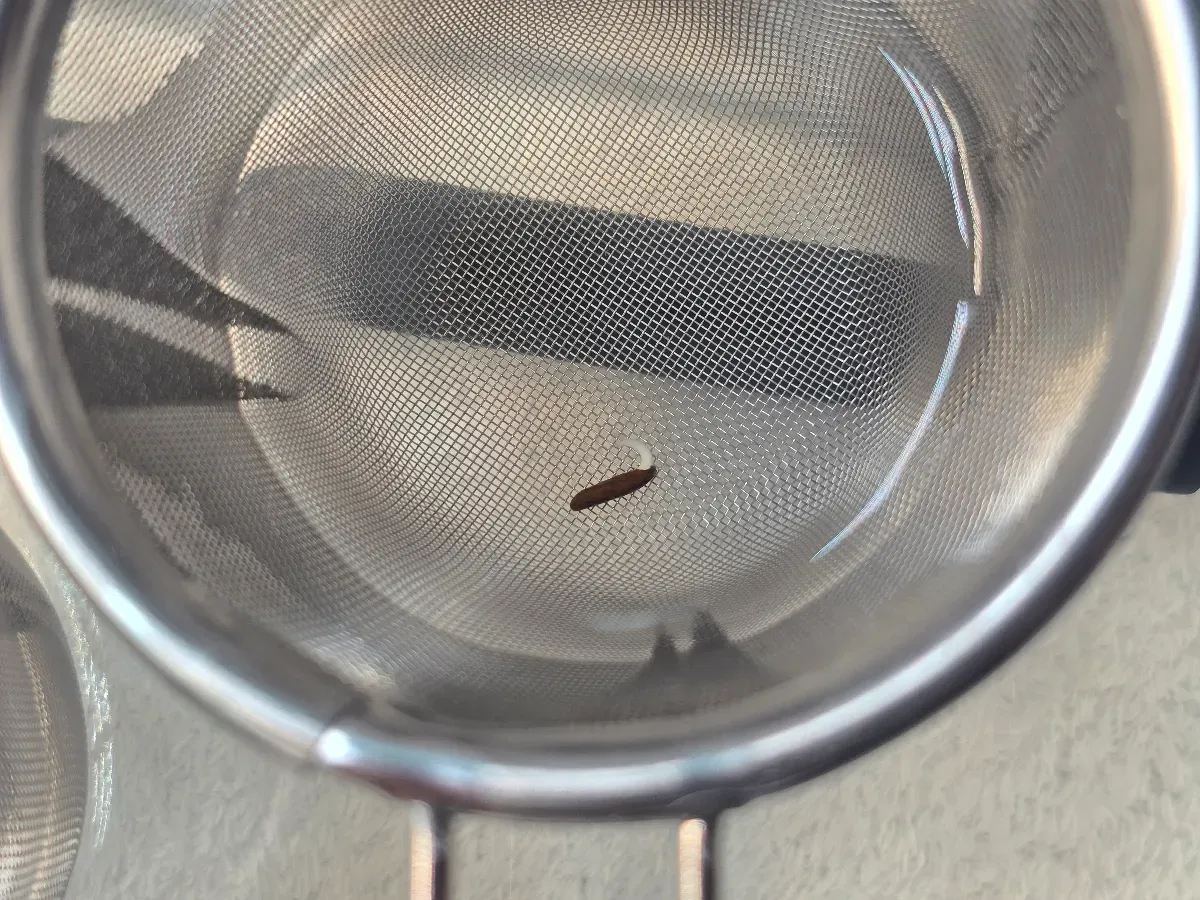 Pachypodium ambongense (パキポディウム アンボンゲンセ)