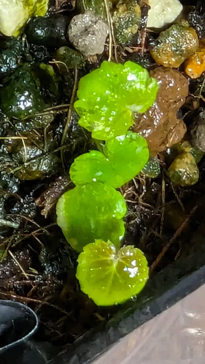 Begonia fulgurata (ベゴニア フルグラータ)