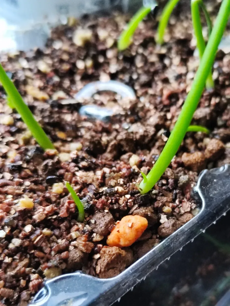 Agave Mix (アガベ ミックス)