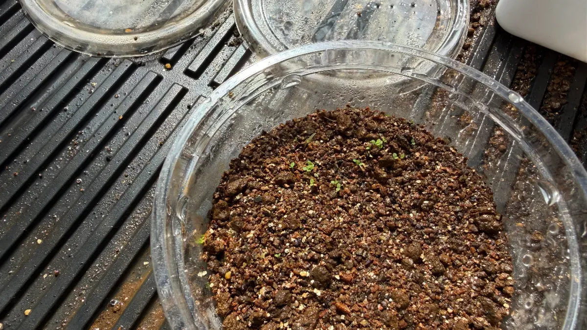 Nicotiana tabacum Alba (ニコチアナ タバカム アルバ)