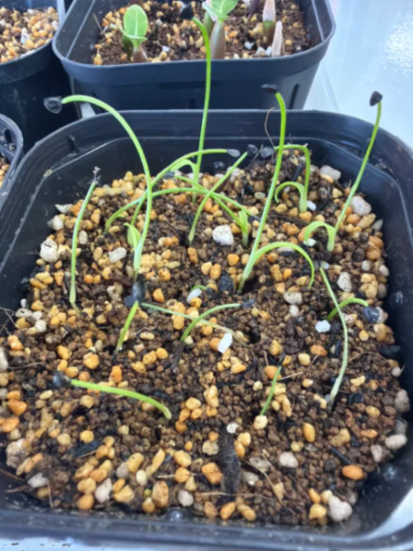 Agave attenuata (アガベ アテナータ)