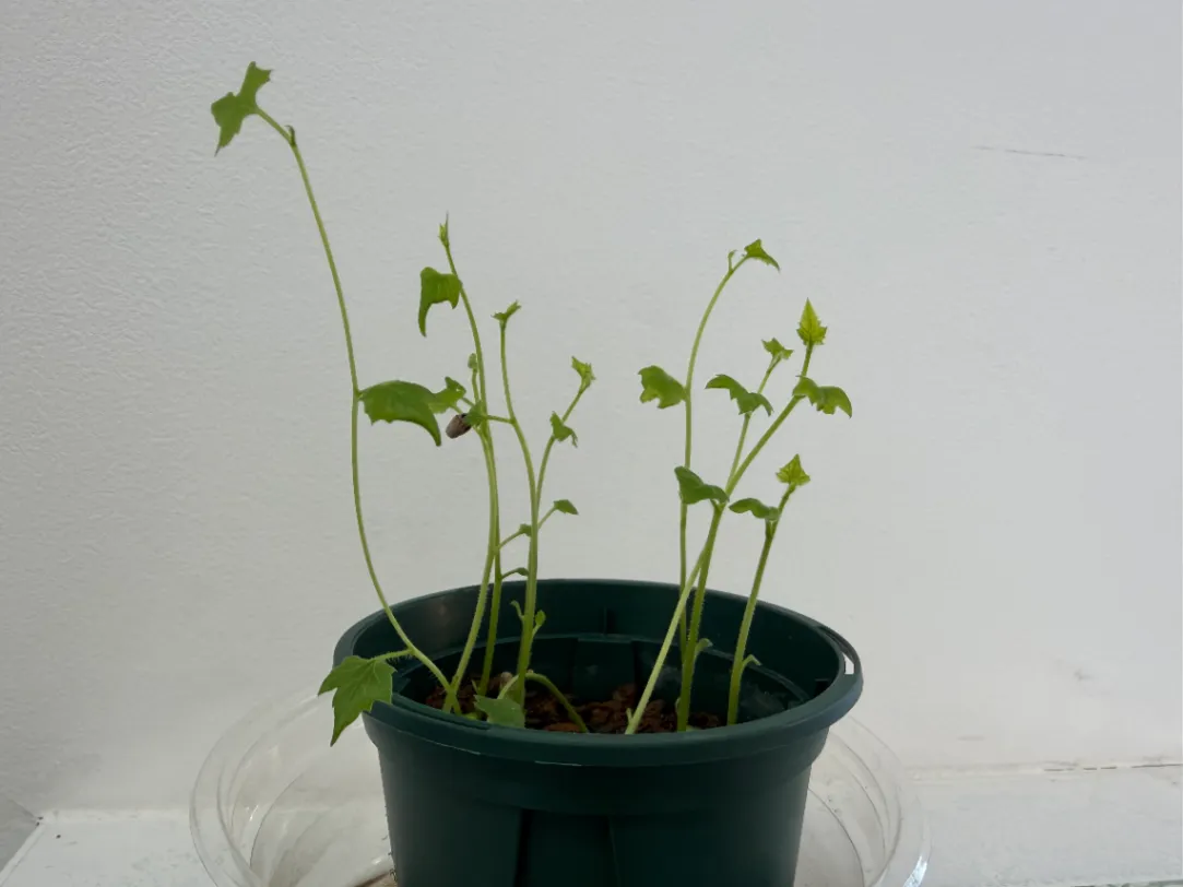 Kedrostis africana (ケドロスティス アフリカーナ)