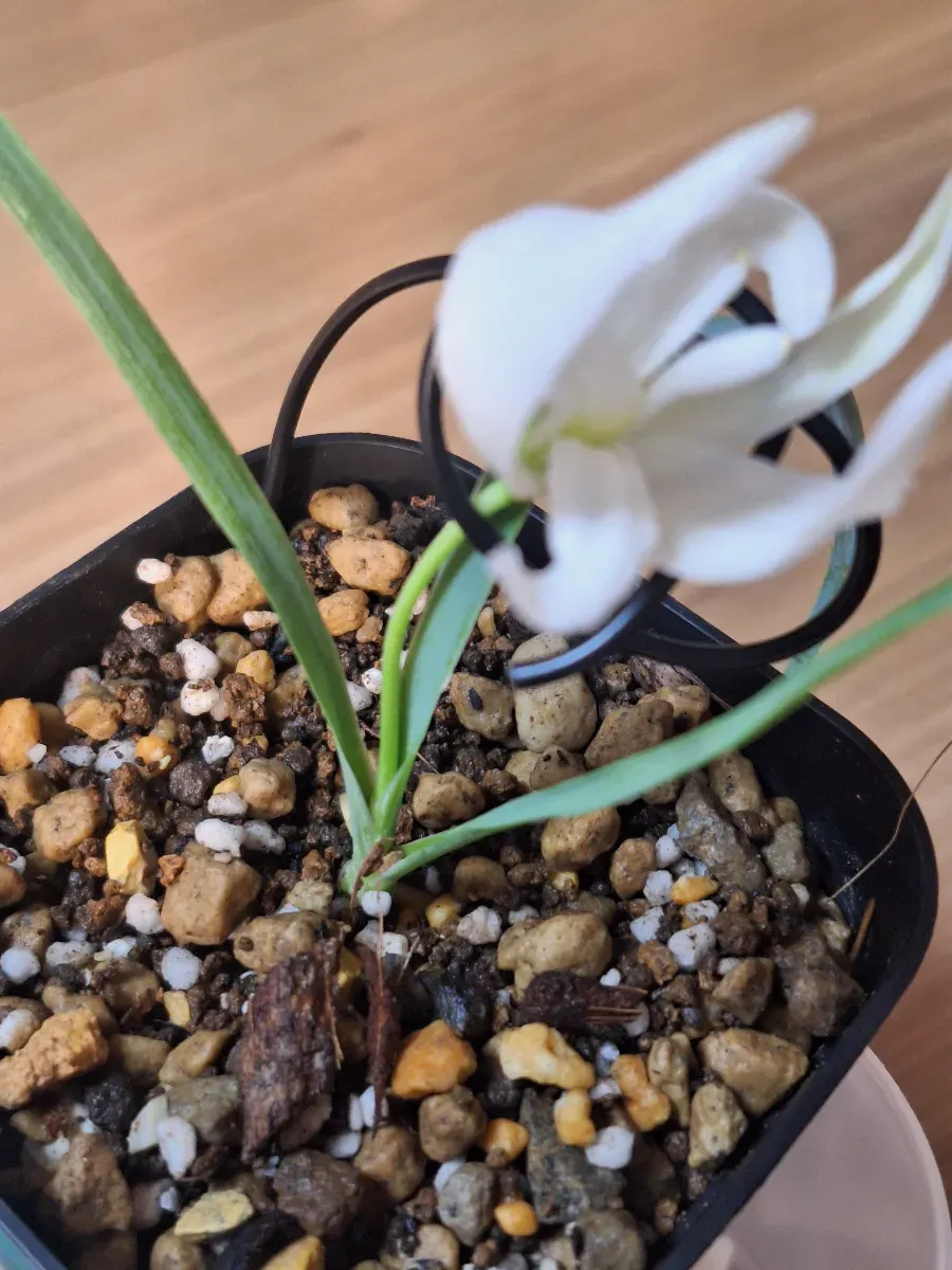 Yucca rostrata (ユッカ ロストラータ)