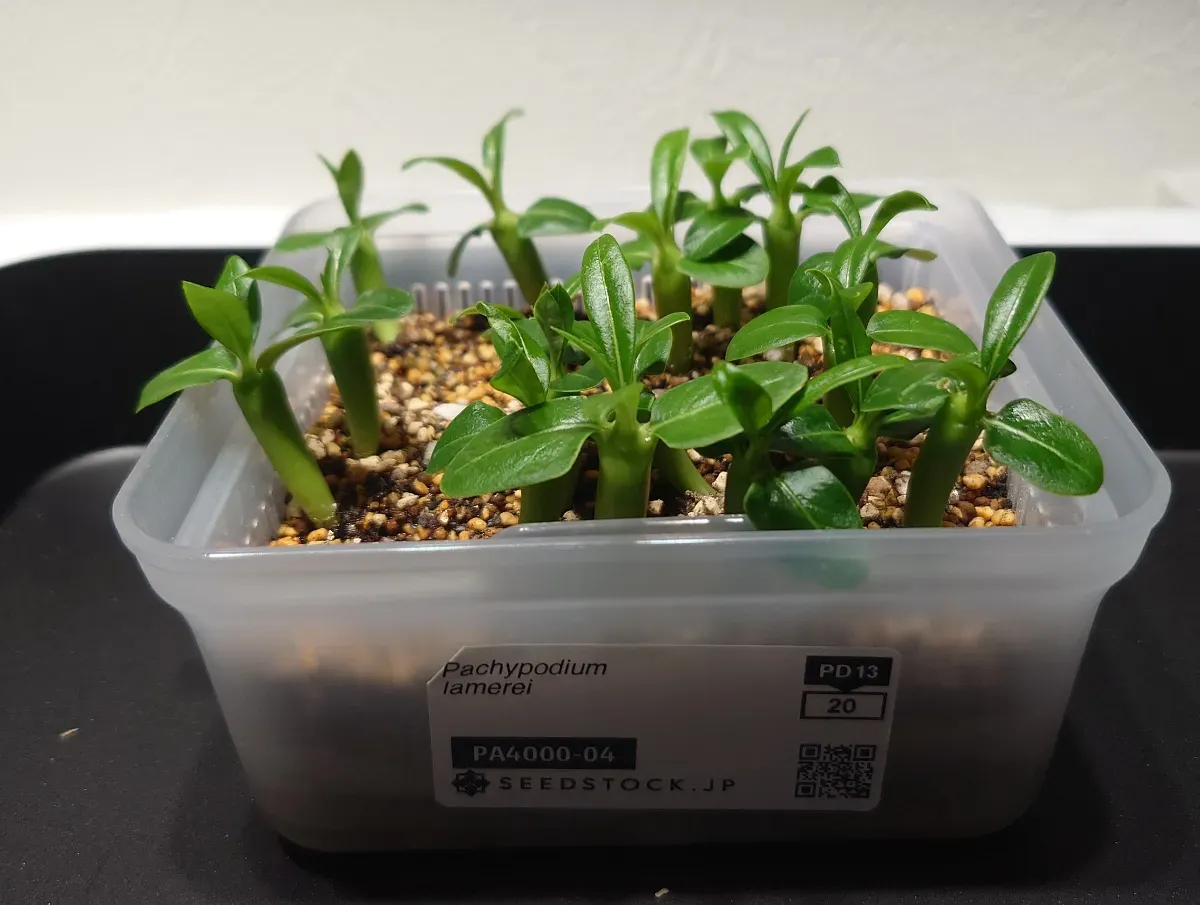 Pachypodium lamerei (パキポディウム ラメレイ)