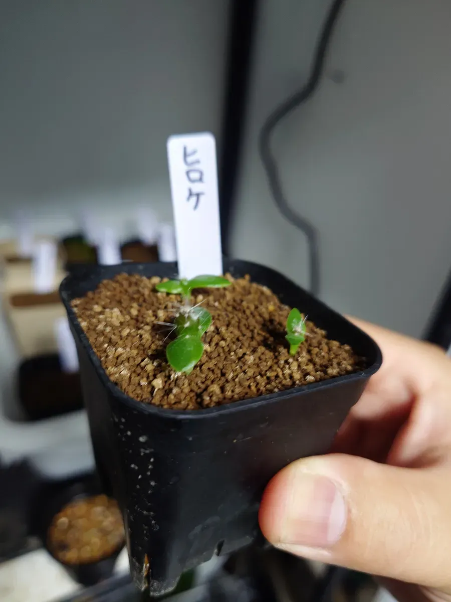 Hylocereus costaricensis (レッドドラゴンフルーツ)