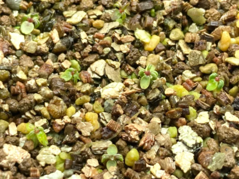 Ficus petiolaris (フィカス ペティオラリス)