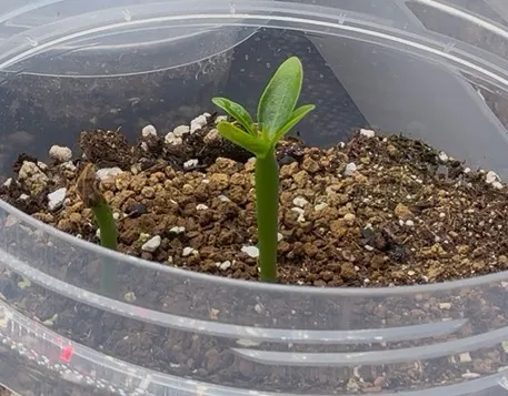 Pachypodium ambongense (パキポディウム アンボンゲンセ)